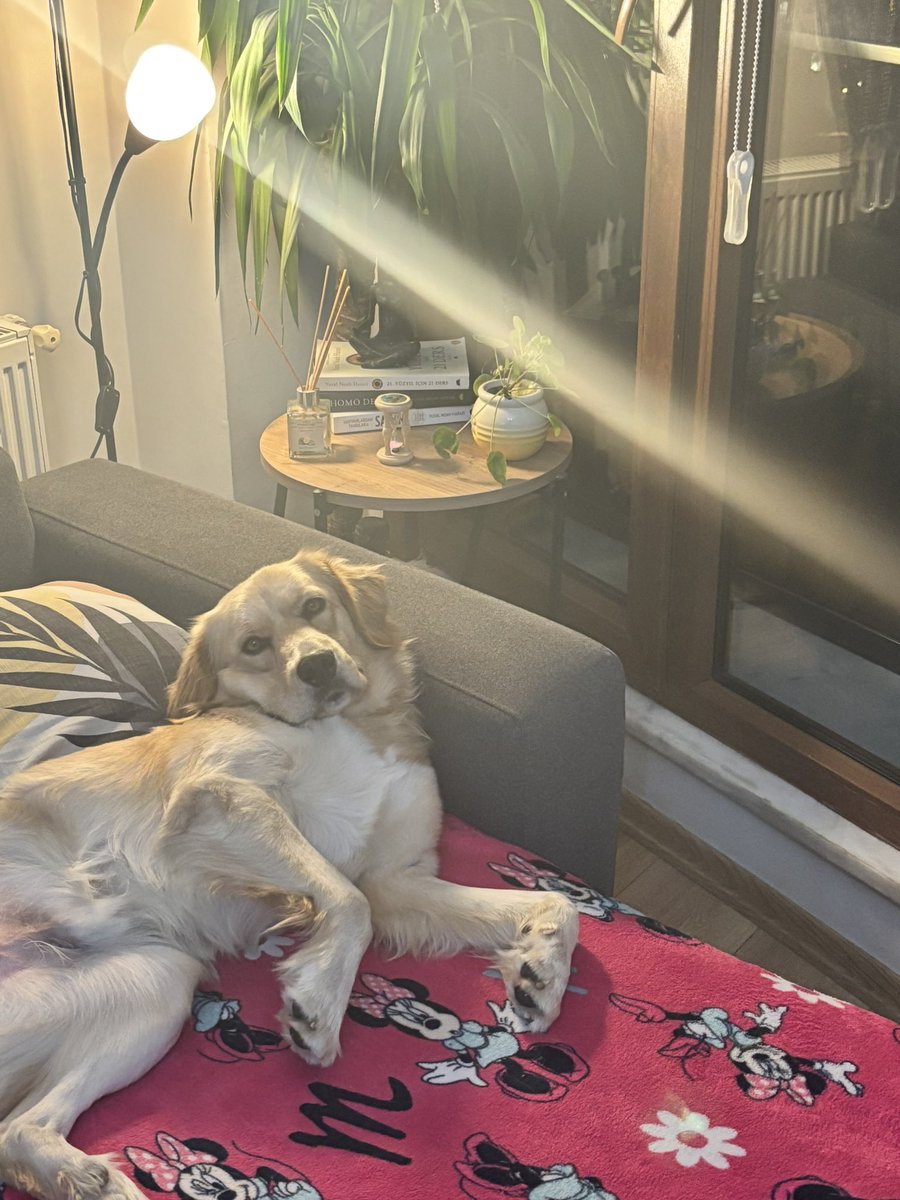 garincayemi811's tweet photo. Max’e 3 ay oldu, yuva bulamadım.

Kendisini süsleyemiyor, satamıyorum.

“Pek gülmüyor sanki yaaa” diyen hadsiz, omurgasızlar bile oldu.

Max geçici yuva olduğum 4. köpek; ama artık “tövbe”, son köpek.

Kısır değildi, kısırlaştırdım. Kemikleri gözüküyordu, tosun gibi yaptım ama yuva bulmayı beceremedim, yapamadım, yapamıyorum.

Şu hayvana yuva bulamamış olmaya anlam veremiyorum.

Max 1,5 yaşında.
Erkek, kısır, Golden.
İstanbul içi, evde, takip şartlı yuva arıyoruz.