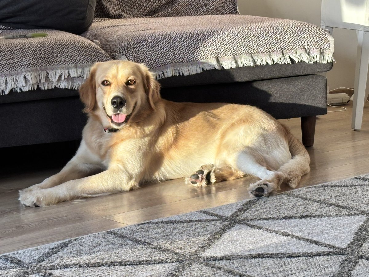 Max’e 3 ay oldu, yuva bulamadım.

Kendisini süsleyemiyor, satamıyorum.

“Pek gülmüyor sanki yaaa” diyen hadsiz, omurgasızlar bile oldu.

Max geçici yuva olduğum 4. köpek; ama artık “tövbe”, son köpek.

Kısır değildi, kısırlaştırdım. Kemikleri gözüküyordu, tosun gibi yaptım ama