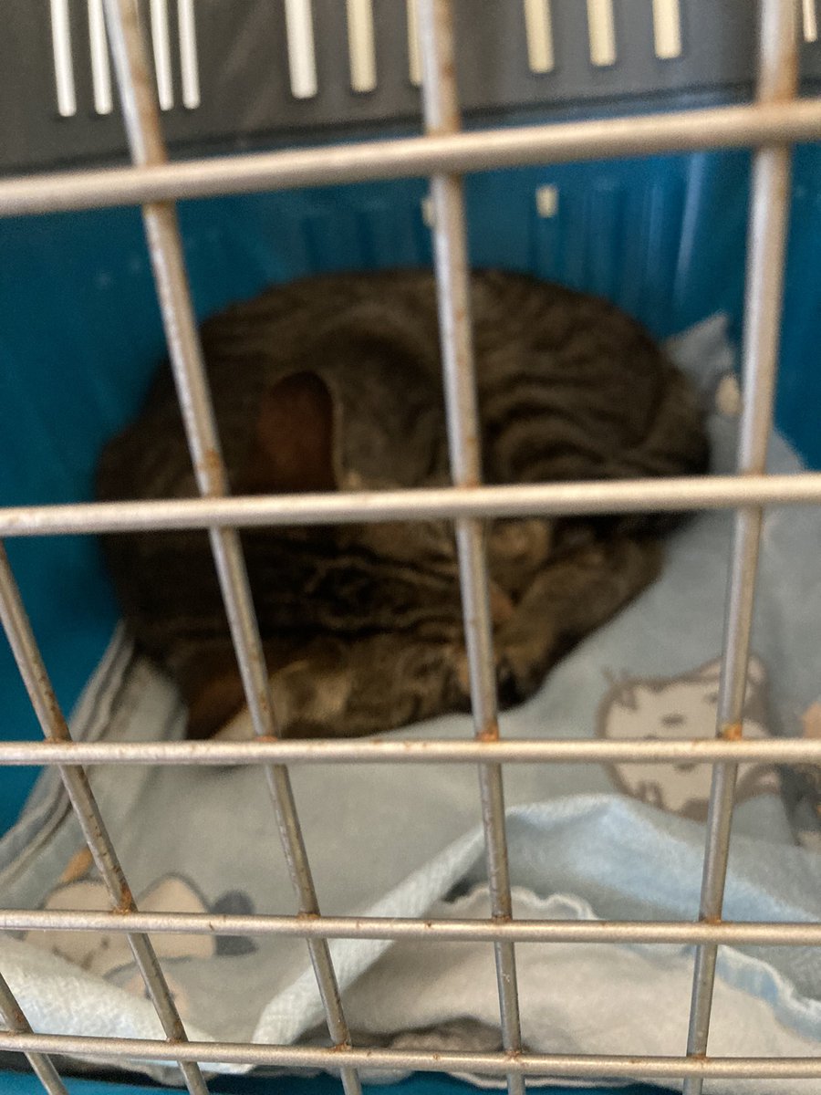 senia65's tweet image. Siamo qua, come sempre. Licolico migliora, incrociamo le dita. ❤️

gofund.me/e41a6bf6
#gofundmedonations 
#gofundmehelp 
#GoFundMe 
#gofundmeanimal