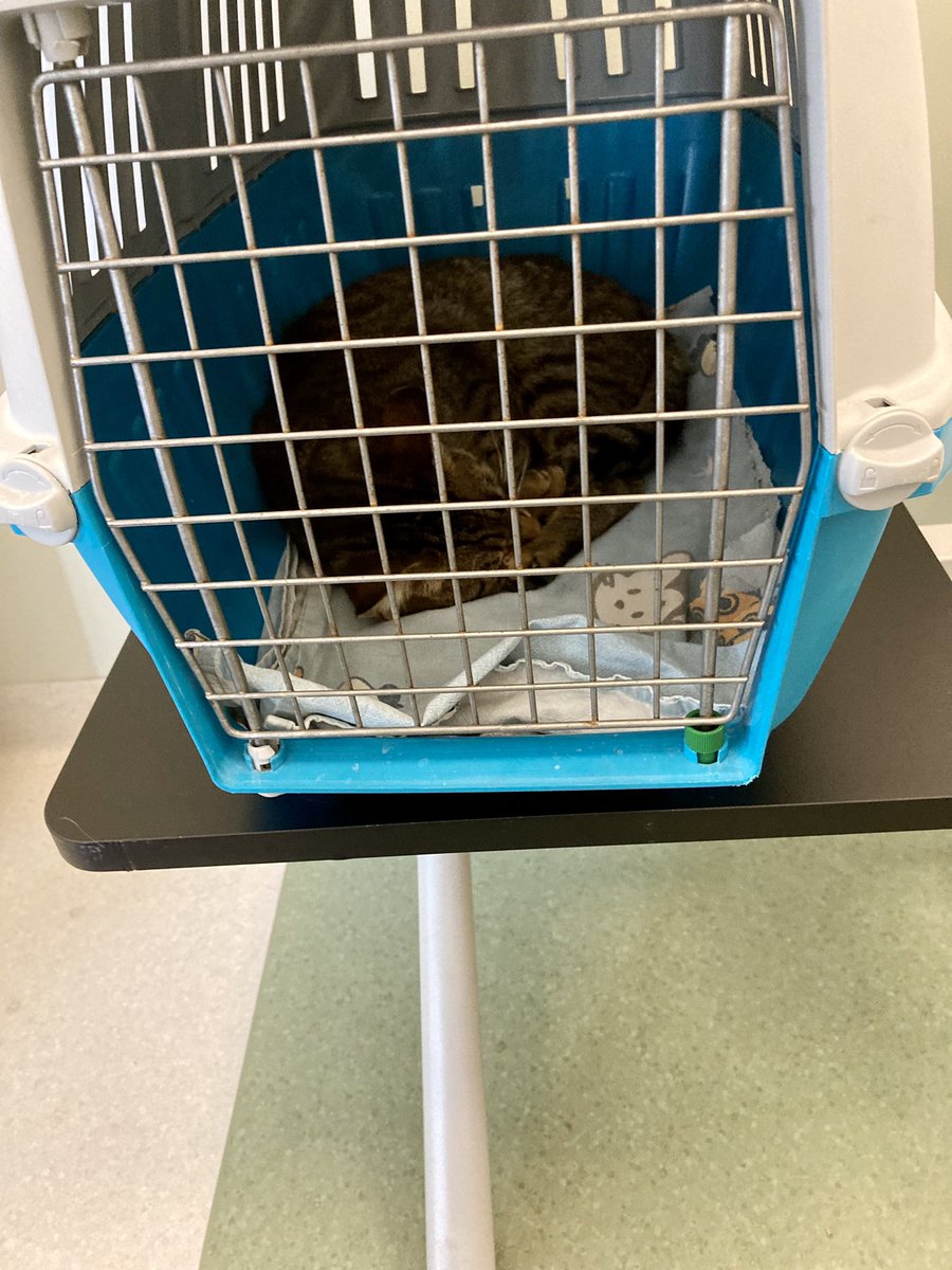 senia65's tweet image. Siamo qua, come sempre. Licolico migliora, incrociamo le dita. ❤️

gofund.me/e41a6bf6
#gofundmedonations 
#gofundmehelp 
#GoFundMe 
#gofundmeanimal