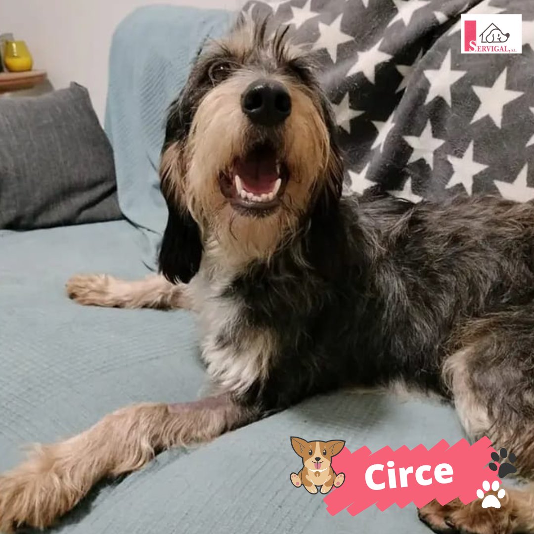 ¡Qué contento está Circe! Está a las mil maravillas con su nueva familia 🥰

¡Gracias por adoptar! 🙏

#Adopción #Servigal #AdoptaResponsablemente