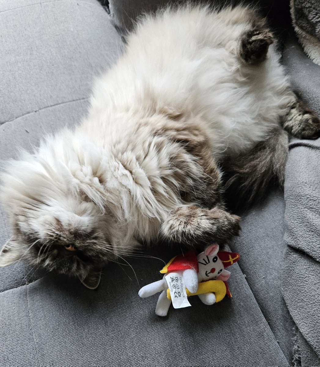 thehairycats's tweet photo. Sinterklaas (our Santa) is arriving in Holland today so mum wanted a photo of me and the Sint Toy I got from the petshop. Of course I did not cooperate. That's part of the tradition. #Yuri #SameProcedureEveryYear #Tradition #Sinterklaas https://t.co/KTz4xLI9kP