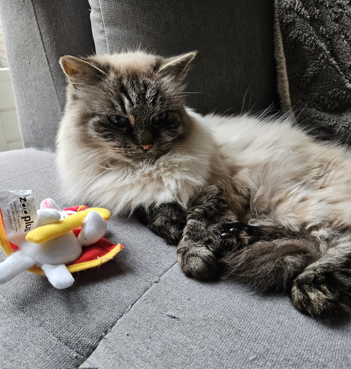 thehairycats's tweet photo. Sinterklaas (our Santa) is arriving in Holland today so mum wanted a photo of me and the Sint Toy I got from the petshop. Of course I did not cooperate. That's part of the tradition. #Yuri #SameProcedureEveryYear #Tradition #Sinterklaas https://t.co/KTz4xLI9kP
