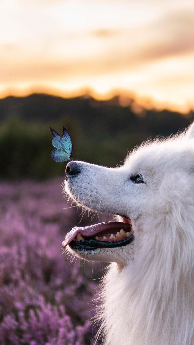 FelixTheSamoyed's tweet photo. When nature's beauty rests gently on your nose and whispers, Stay still and enjoy the moment. 🦋✨ https://t.co/8nRXB5p3tQ