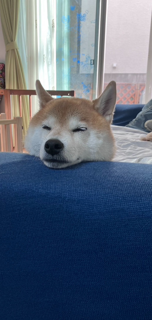 ike_law's tweet photo. ナマクビじゃないよ😆
…ねむ…💤🥱
#柴犬 https://t.co/LboYLQ023P