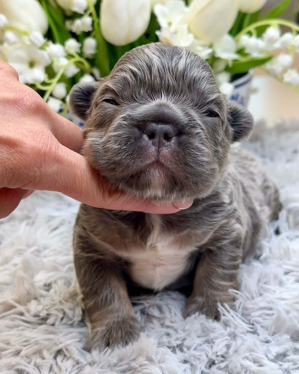 Frenchie Owners tweet media