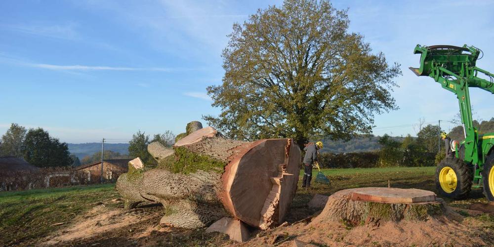 Le chêne vieux de 300 ans au cœur d’une polémique en Dordogne a bien été abattu sudouest.fr/environnement/…