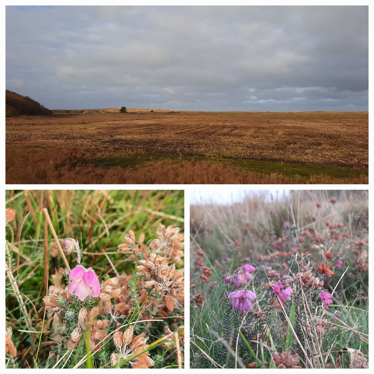 WNapBaukema's tweet photo. Hier en daar bloeit de #dopheide nog op de #JanRoepesheide afgelopen week. #Ameland #heide #herfst #november https://t.co/SuMfMwA4sP