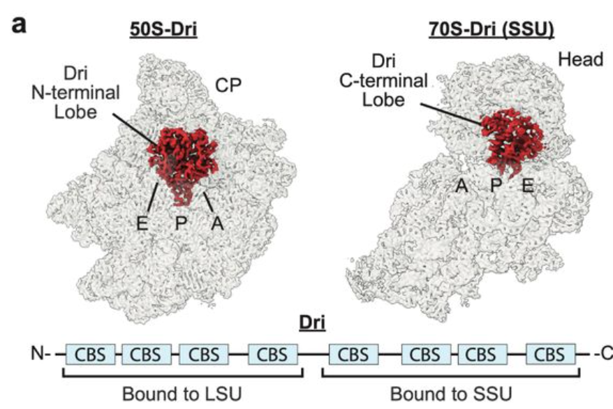 This new preprint from the Cate lab provides insights into the fate of ribosomes in stationary archaea. Using an organism adapted to 95°C, they identify a protein called Dri, which appears to act as an archaea-specific ribosome hibernation factor: biorxiv.org/content/10.110…