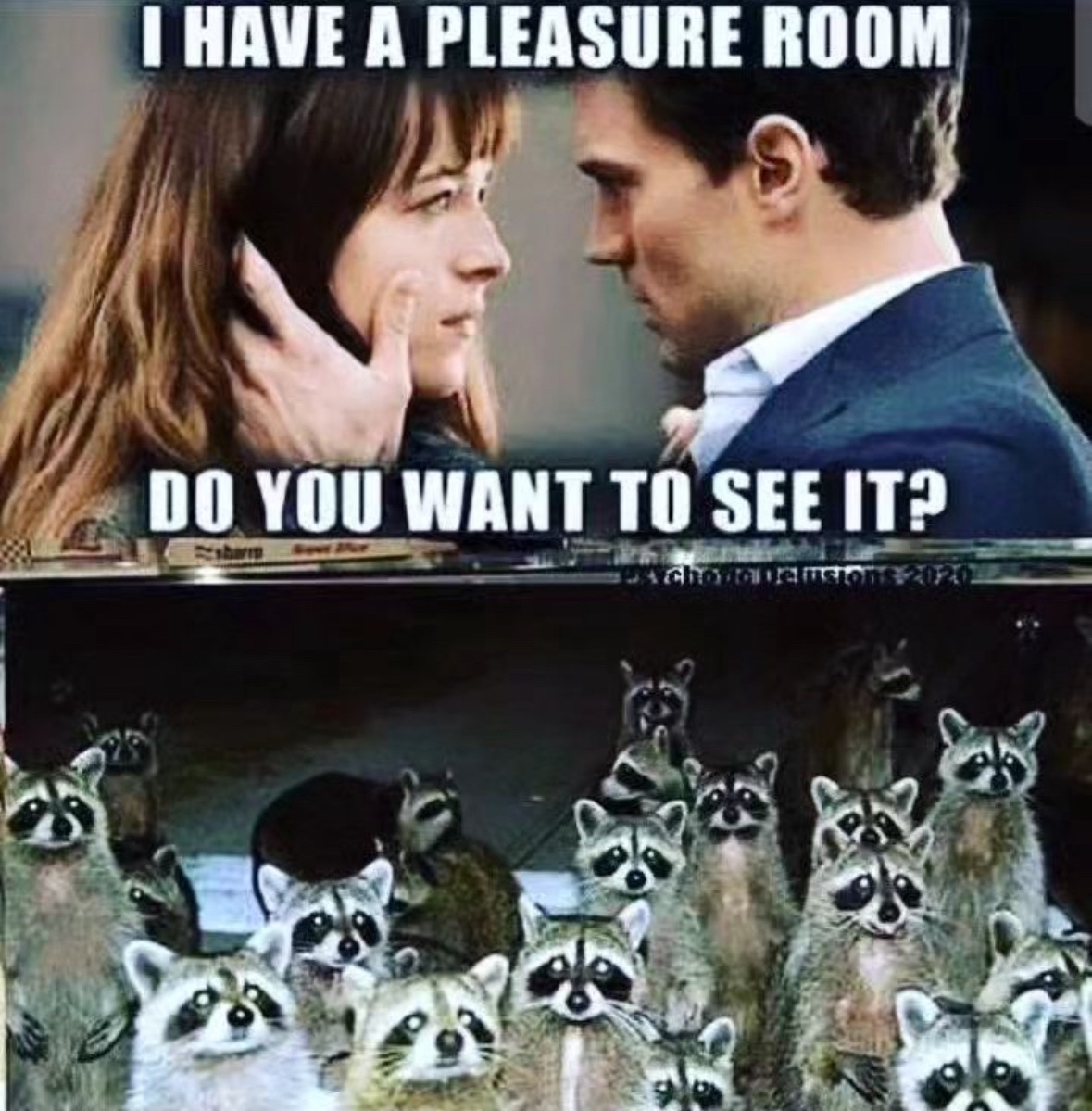 raccoon aesthetic. (@raccoonesthetic) on Twitter photo 