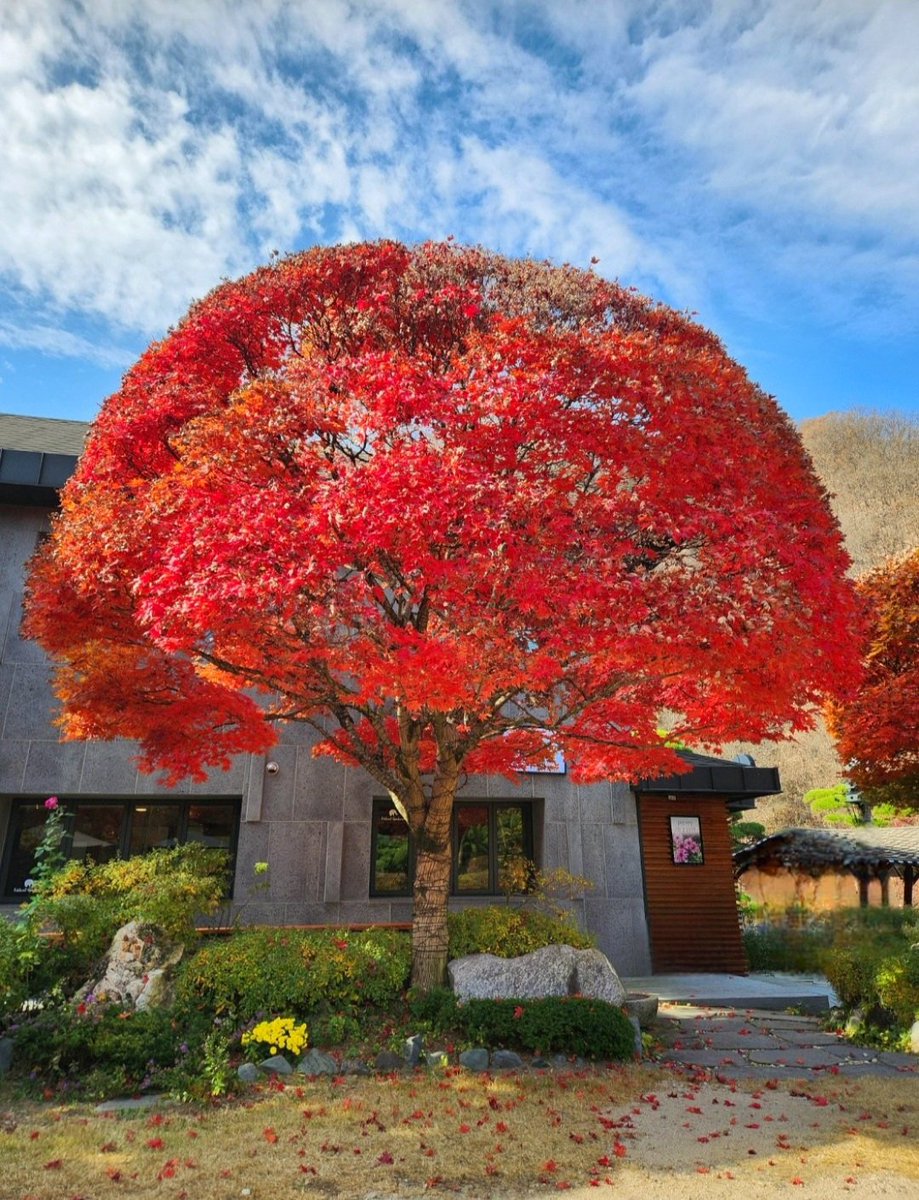 고운 빛깔로 잘 피었다
그대가 
진정한 가을 꽃이어라~