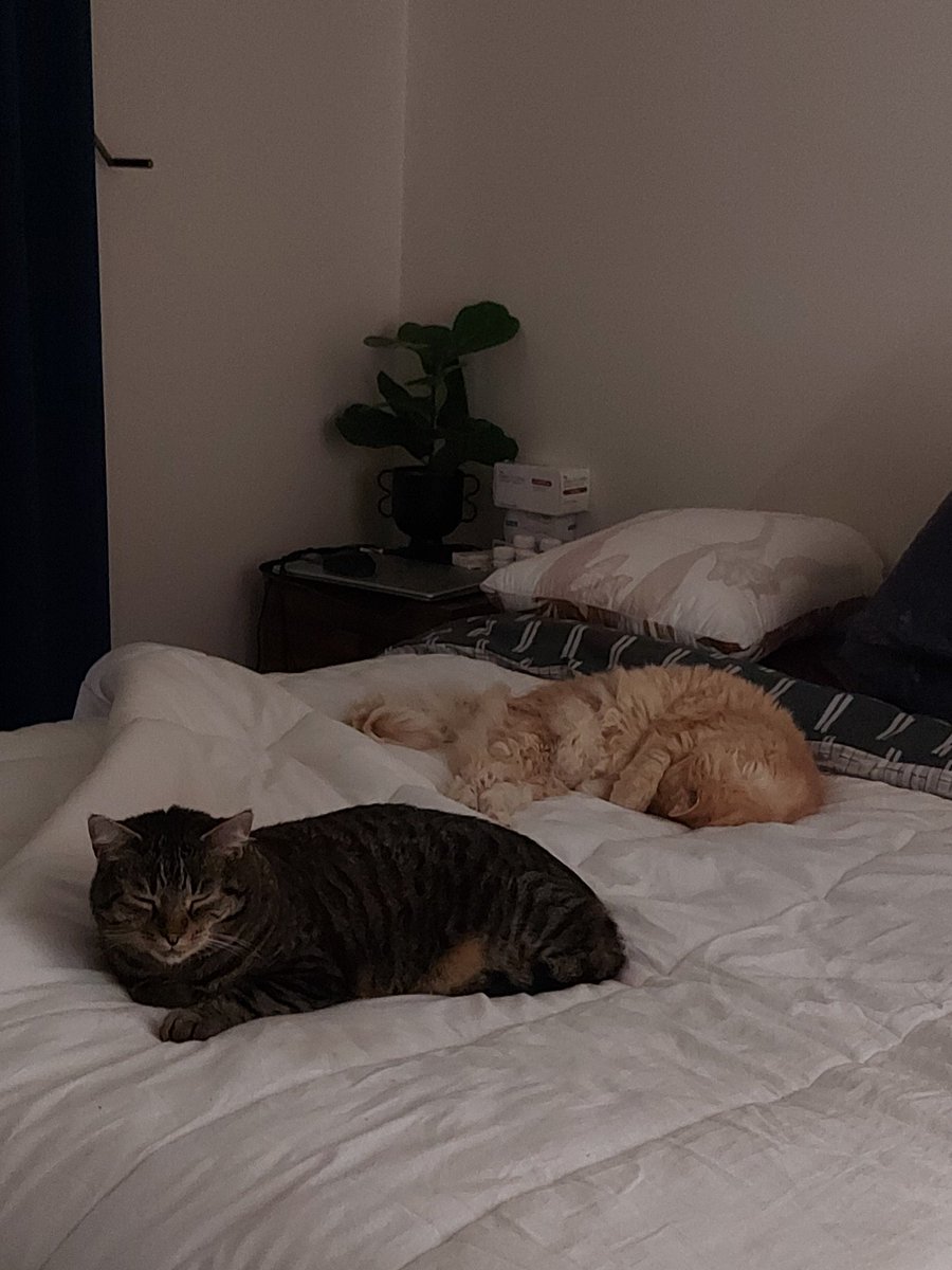 Dis are da room for sleepin bois. Not gorls. Ganpa's bed are here, an Daddy can coming in too. Mama an Gracie go away #CatsOfTwitter #SammyJacksonSleepinBois #MansClubNoneLadys #GorlsHaveJorms #Caturday