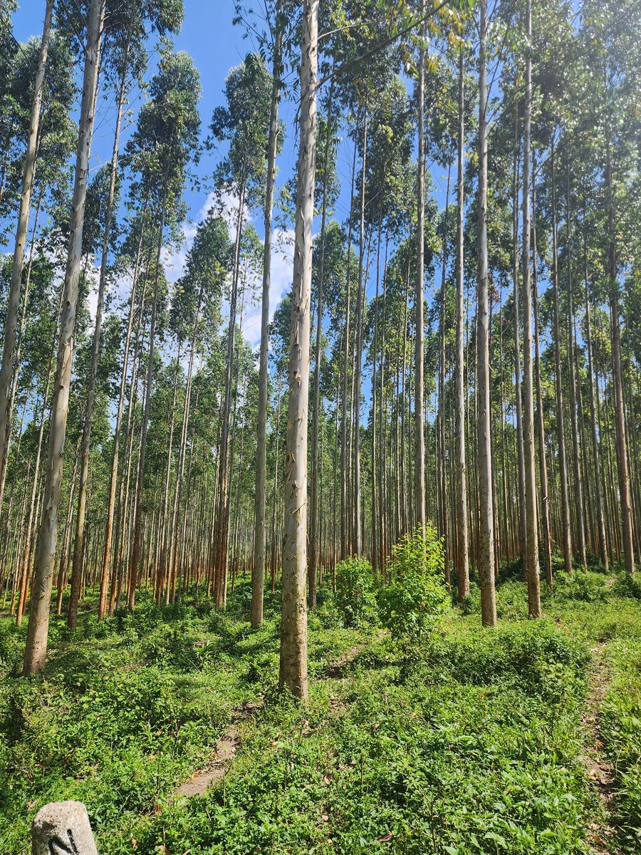 I'm yet to get an offer above UGX30,000 (USD8.2) per pole. 🙆🏽‍♂️ Meanwhile, Umeme's standard charge for one pole is more than UGX1,000,000 (USD270). Mbu value addition. Mujooga!