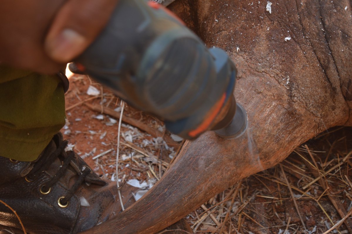 #RhinoSafetyMatters #EndPoaching. I met the Cabinet Secretary for Tourism/Wildlife Ministry Madam Rebecca Miano during the commissioning of ear notching and fitting of transmitters exercise on Black Rhinos, at the Ngulia Sanctuary Tsavo West in Taita Taveta County.