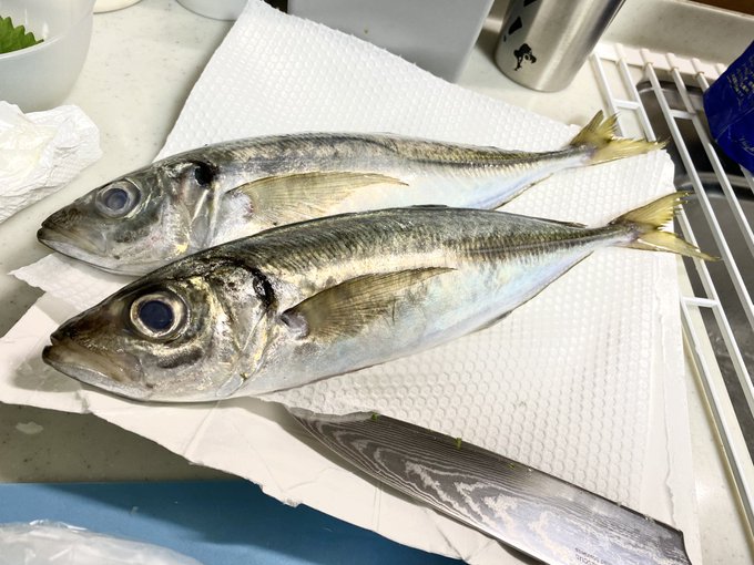 アジ切ったら脂あーっすっげぇなこれベットベトじゃねえかもしかして期待してたんか?
3枚におろされて皮引かれてこの後どーなっちゃうんだろうな? 