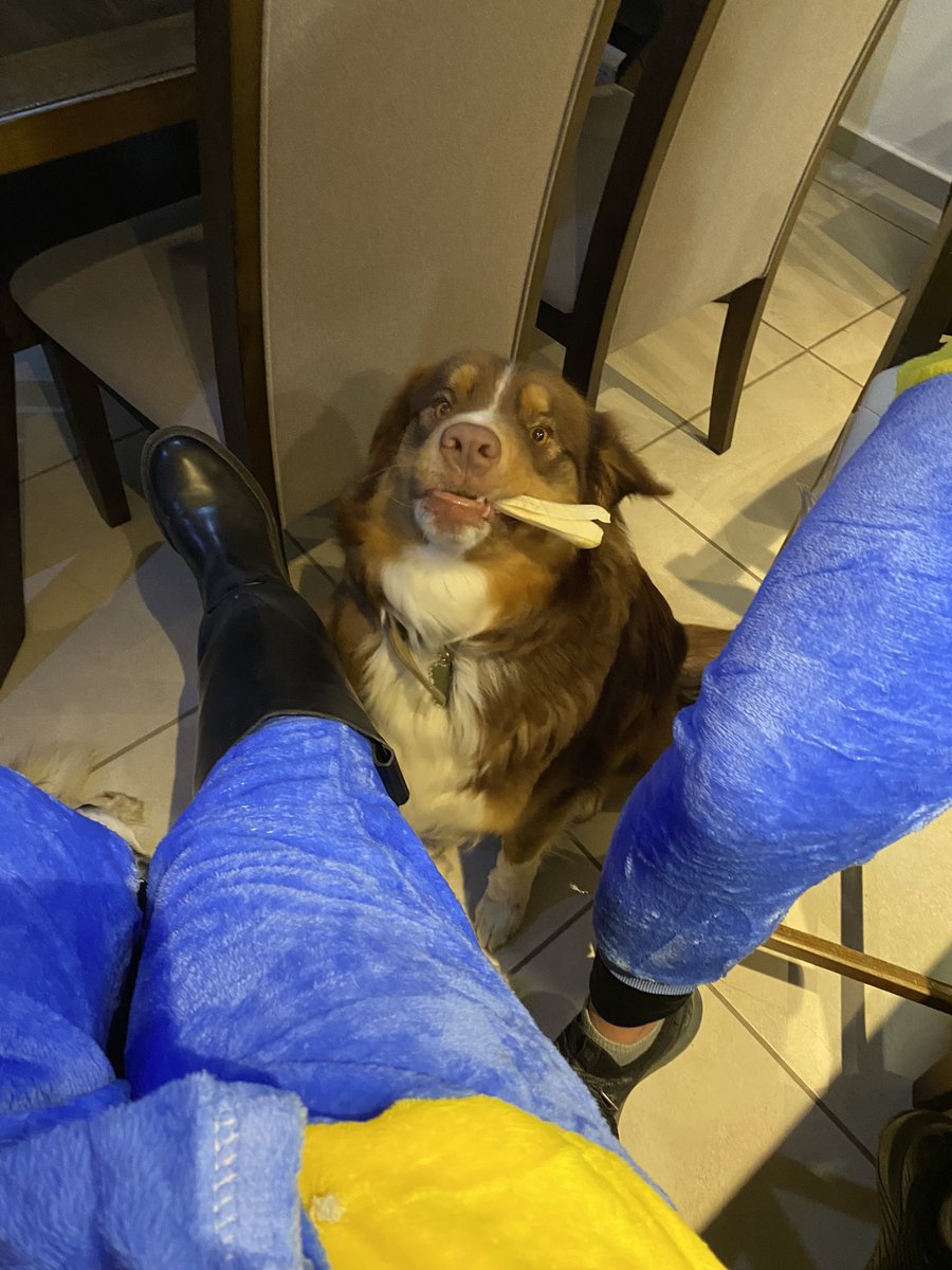 anarevueltaa's tweet photo. No sabía que se podía amar tanto a un animalito 🤗🫶 https://t.co/Rb3jPzzabt
