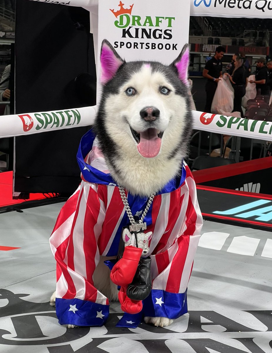 Swaggy Wolfdog tweet media