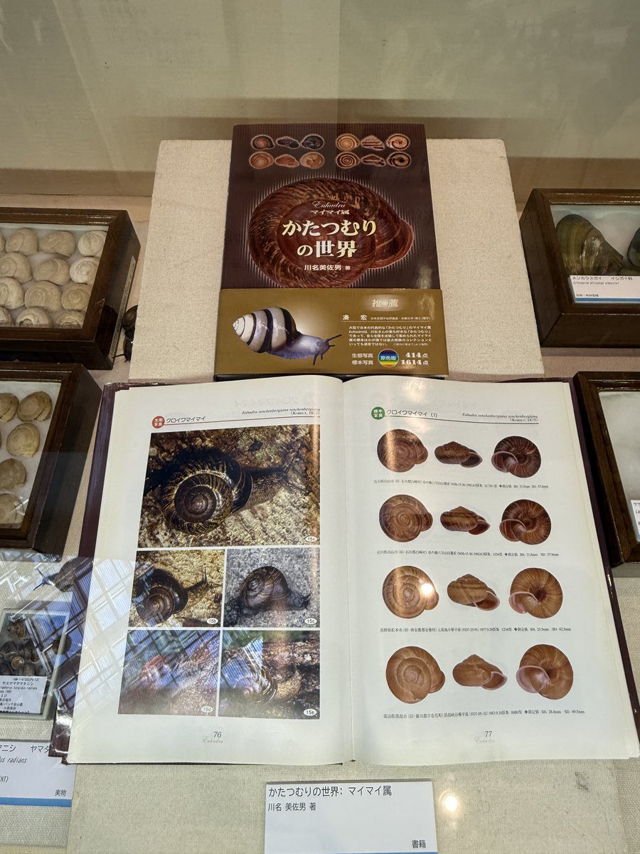 かたつむりの世界 マイマイ属 【公式通販】
