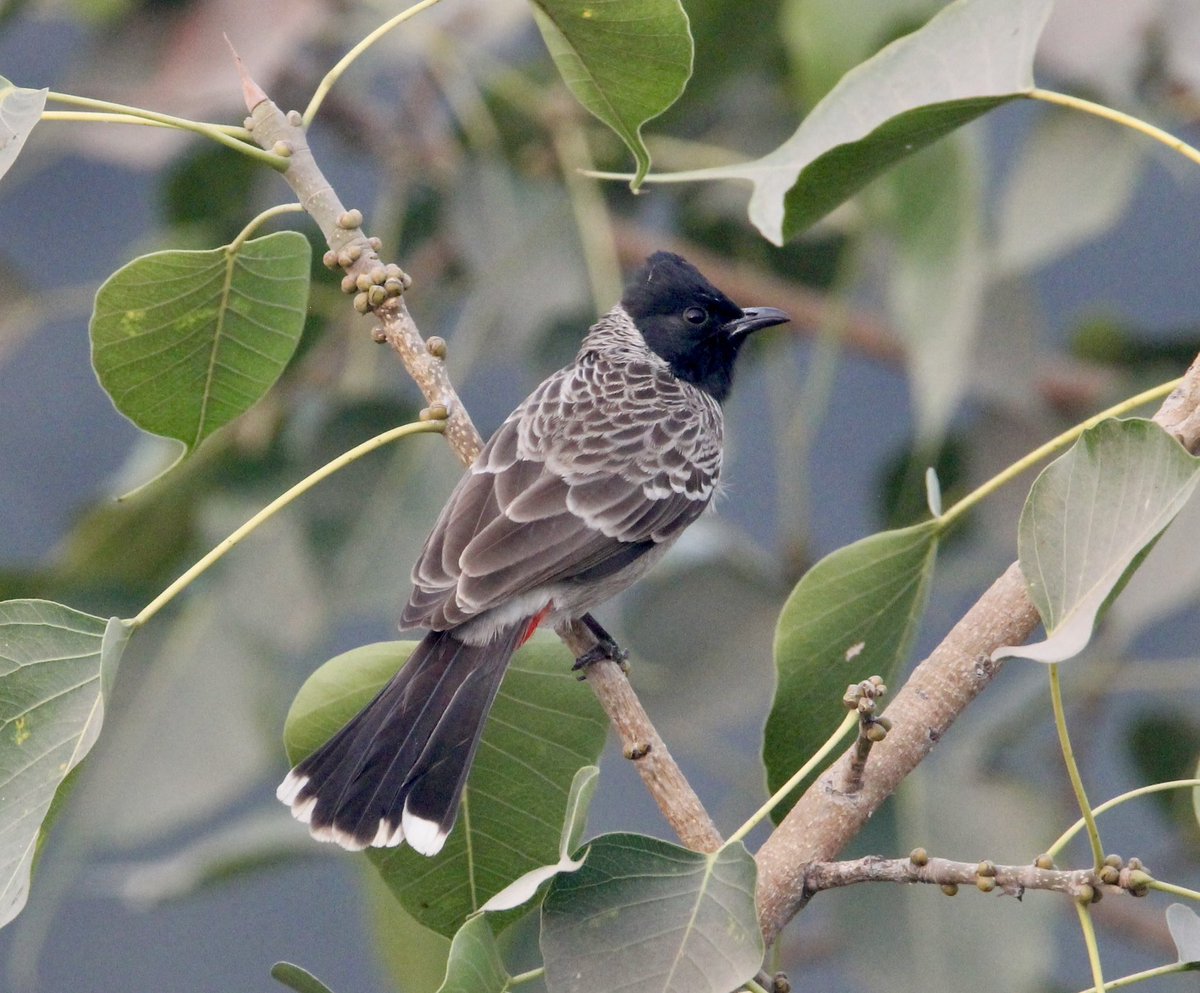 "If you take care of birds, you take care of most of the environmental problems in the world."
- Dr. Thomas Lovejoy
🪶Red-vented Bulbul🪶
#birds #birdwatching #indiaves #twitternaturecommunity #balconybirding