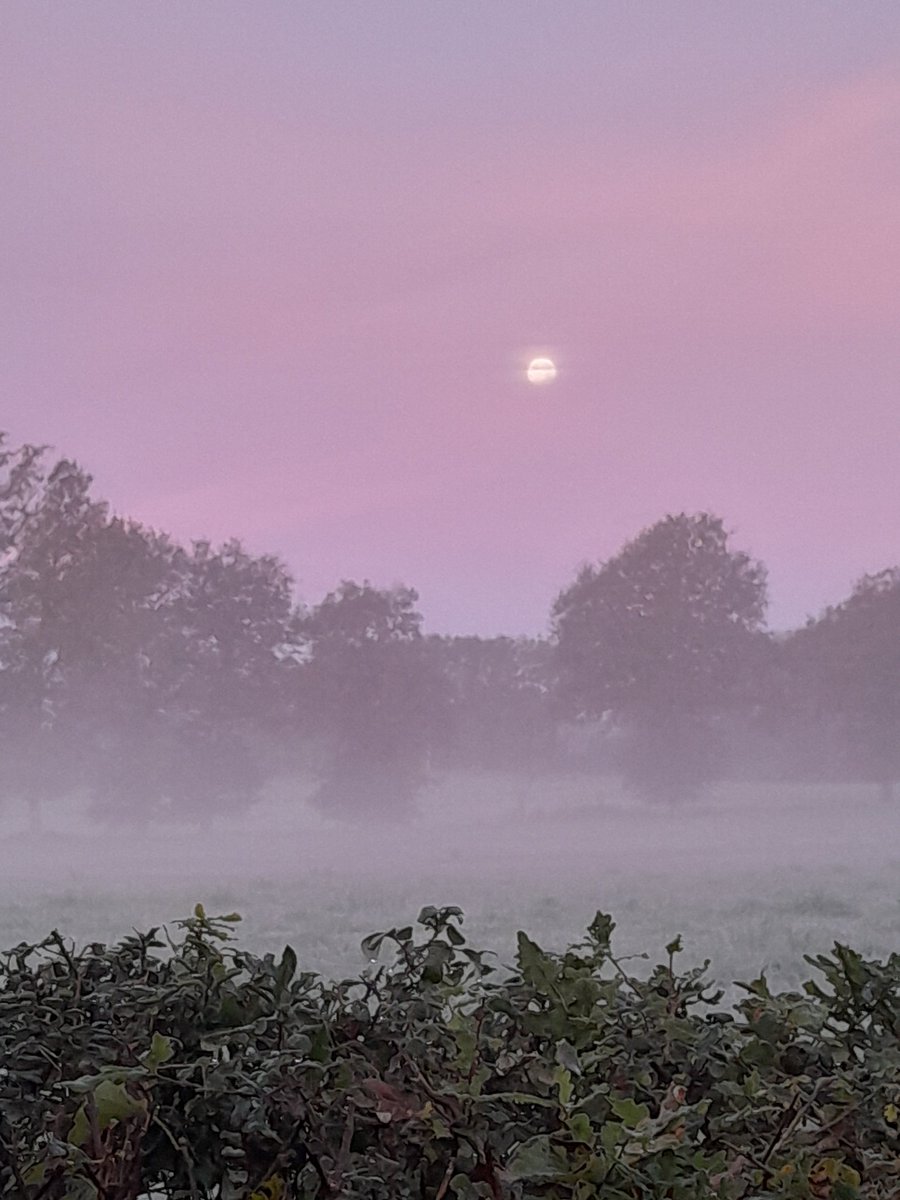 Full Moonset this morning with an unexpected and non forecast frost . Glad I covered my delicates last night!