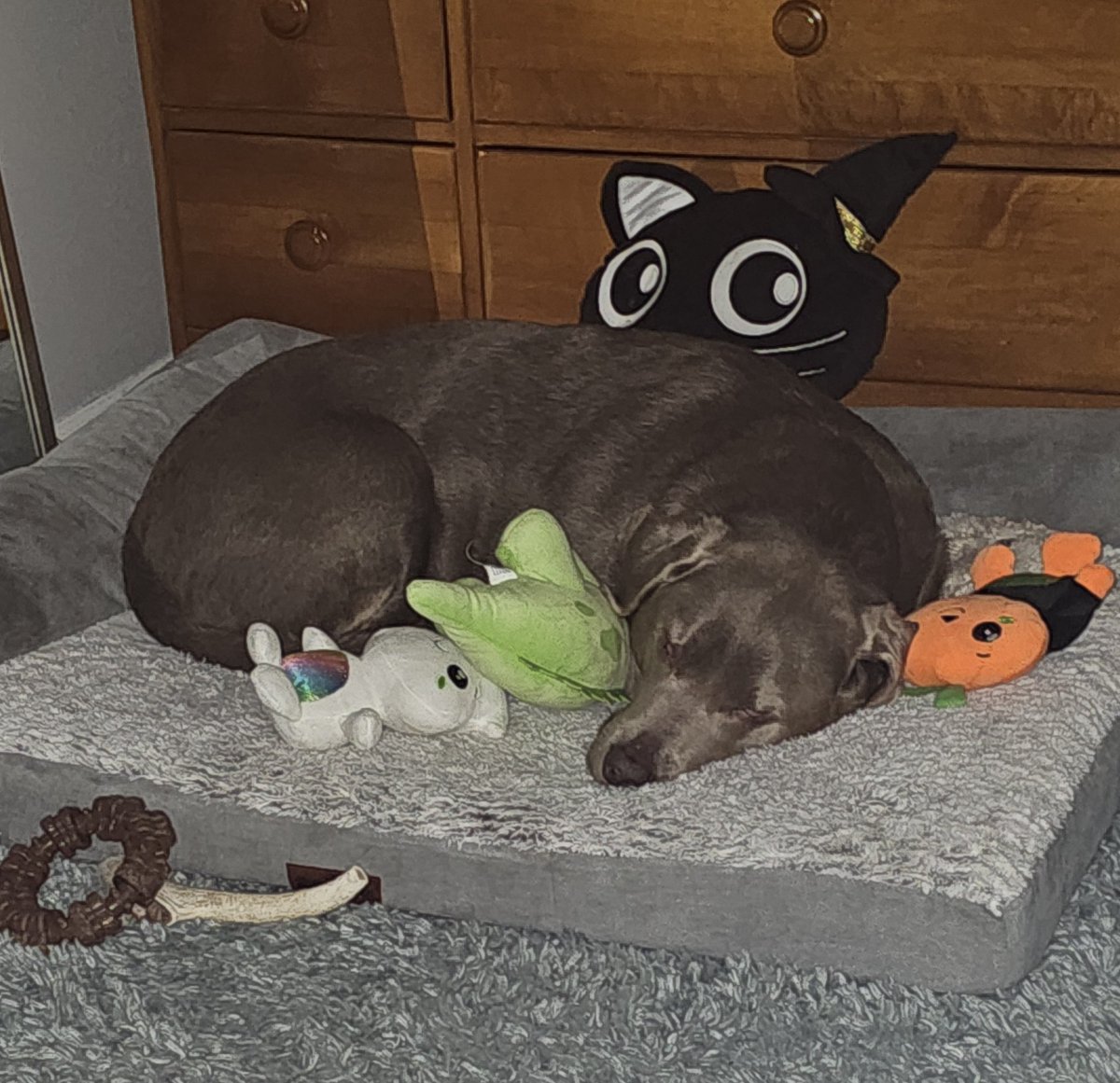 Rexie_Rex_'s tweet photo. Sneaking a pic of her cuddling with her "babies." She never tears them up and has had Harry since she was 12 weeks old (6 yrs). He's underneath her pile. I love traveling with my girl! https://t.co/O630QPgwDr