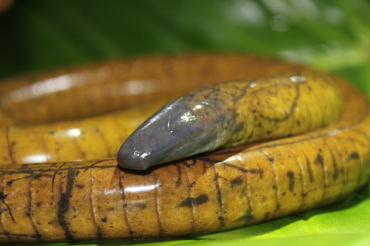 2 new species of #Caecilians discovered!
➡️Large worm🪱-like subterranean amphibians🐸.
🇪🇨#Chocó rainforest. @roedel_lab 
reassembly.de/news/two-new-w…