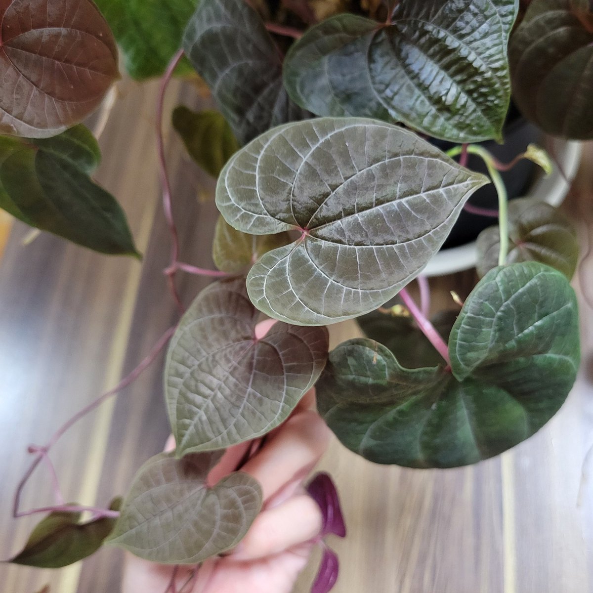 yuuunnn1013's tweet image. Dioscorea dodecaneura 𖥧 𖧧

最終形態が定まらない、
どんな仕立てが1番かっこいいだろうか…🤔

 #Dioscorea
 #ディオスコレア