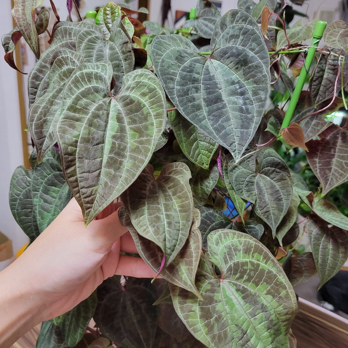 yuuunnn1013's tweet image. Dioscorea dodecaneura 𖥧 𖧧

最終形態が定まらない、
どんな仕立てが1番かっこいいだろうか…🤔

 #Dioscorea
 #ディオスコレア