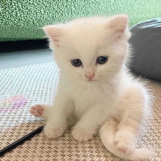 폭닥폭닥 빙냥이 🐱

#프로젝트7 #PROJECT7
#빙화 #BINGHUA #谢秉桦 #ビンファ