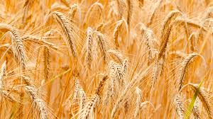 DrAbayneh's tweet photo. Wheat production in #Halaba zone: Ethiopia is on transformative journey, becoming a leader in agriculture while addressing the challenges of climate change through sustainable practices. Approaches like Green Legacy Initiative show Ethiopia's dedication to enhancing food security https://t.co/U4ivozKRuQ