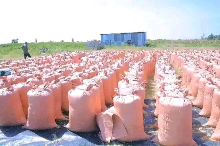 DrAbayneh's tweet photo. Wheat production in #Halaba zone: Ethiopia is on transformative journey, becoming a leader in agriculture while addressing the challenges of climate change through sustainable practices. Approaches like Green Legacy Initiative show Ethiopia's dedication to enhancing food security https://t.co/U4ivozKRuQ