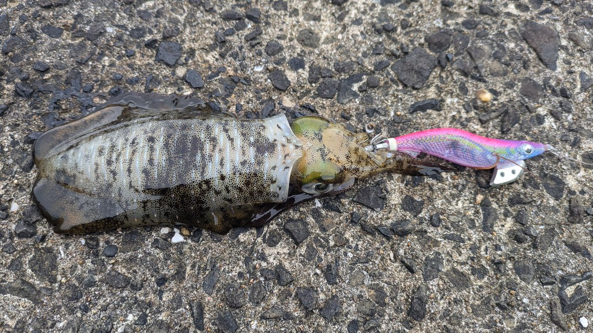 zzgari1's tweet photo. 本日のイカちゃん達🦑 https://t.co/tlUNG9XPUU