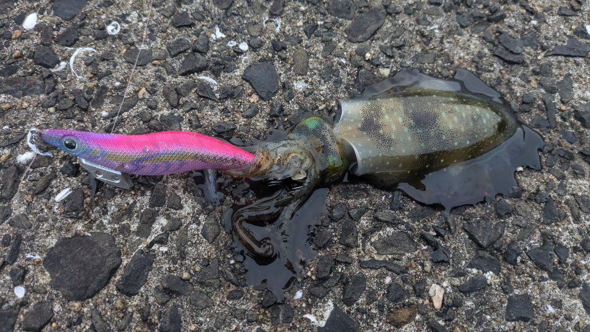zzgari1's tweet photo. 本日のイカちゃん達🦑 https://t.co/tlUNG9XPUU