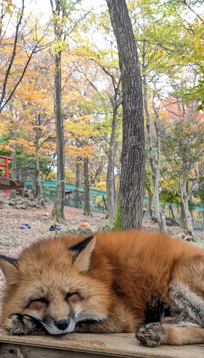 LiSansyo's tweet photo. きつね村は紅葉がきれいでした🦊 https://t.co/QFuQf14fbY