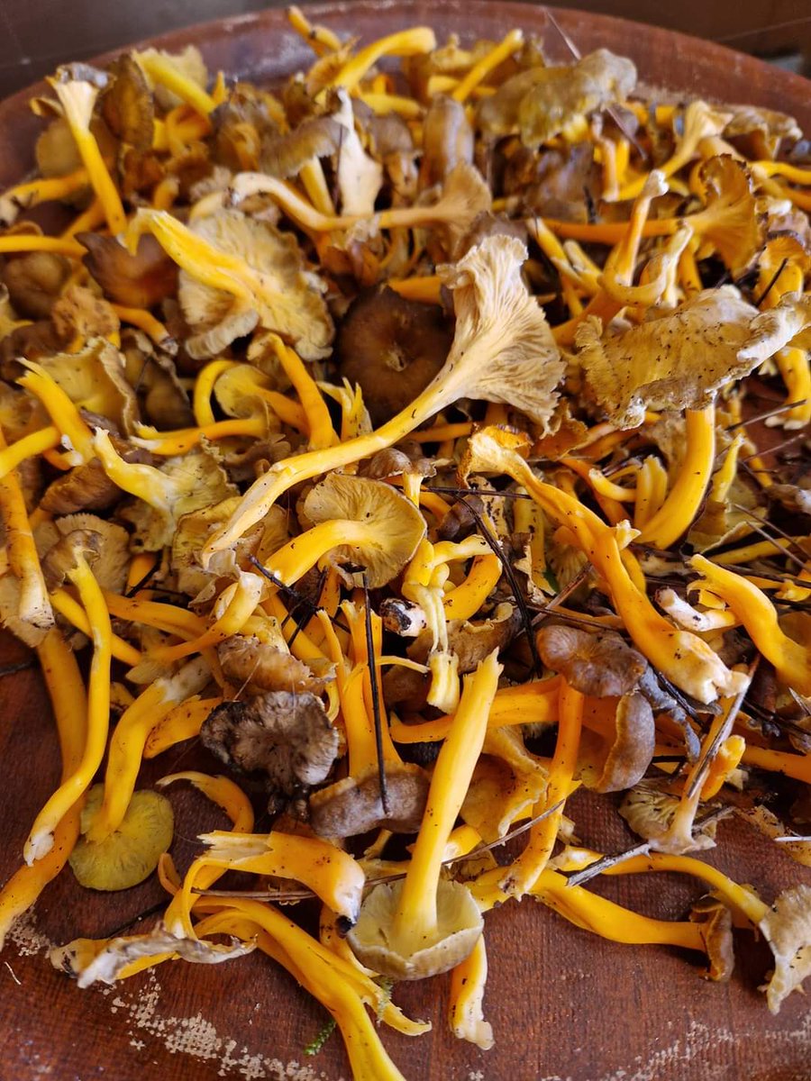 PascalBudor's tweet image. Sortie du jour, il y avait un petit moment, mais c'est bon il en reste encore ! #pascalbudor #champignons #nouvoitou #Bretagne