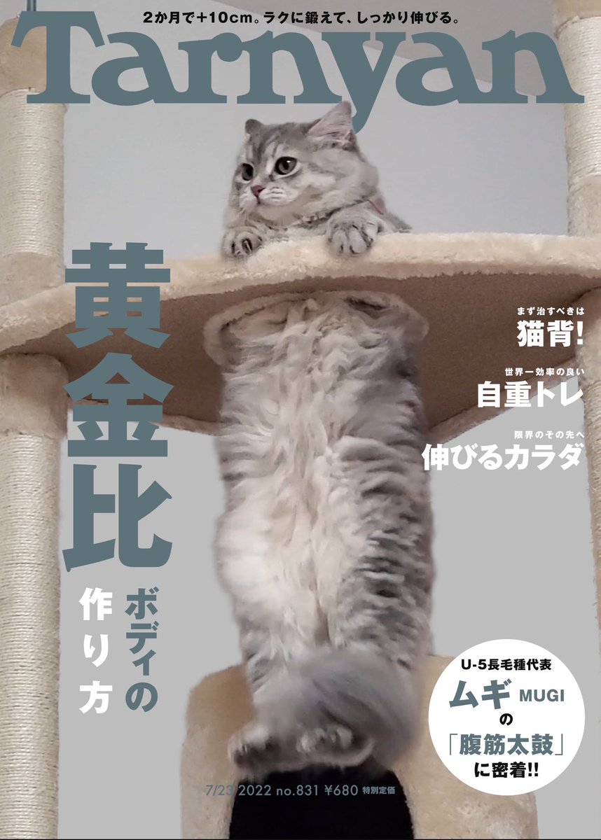 mariemugi2's tweet photo. 過去の写真見返してたら、親バカが行き過ぎて雑誌風にうちの猫たちを加工したヤツ出てきた https://t.co/PHqyHIlGhl