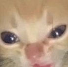 hum binki (alien lord of aliens) tweet media