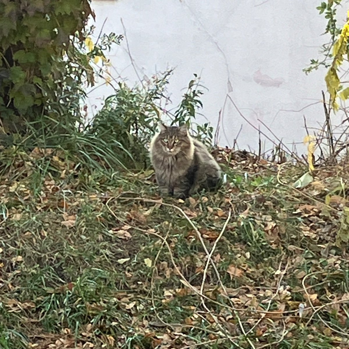 yamajitakeru's tweet photo. 札幌にも野良レクサスおった！
でもどうやって冬越すんかな
君はもしかして放し飼いレクサスなんか？ https://t.co/nMGKdmOI33
