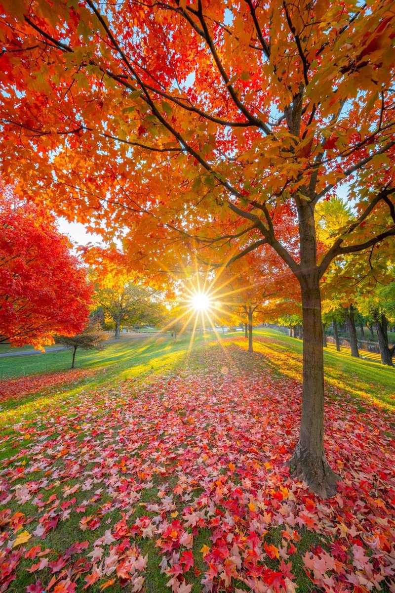 jasmine44556's tweet image. How would you rate this image?
1-10 🙂

#fall #fall2024 #season #beautiful #fallowers
