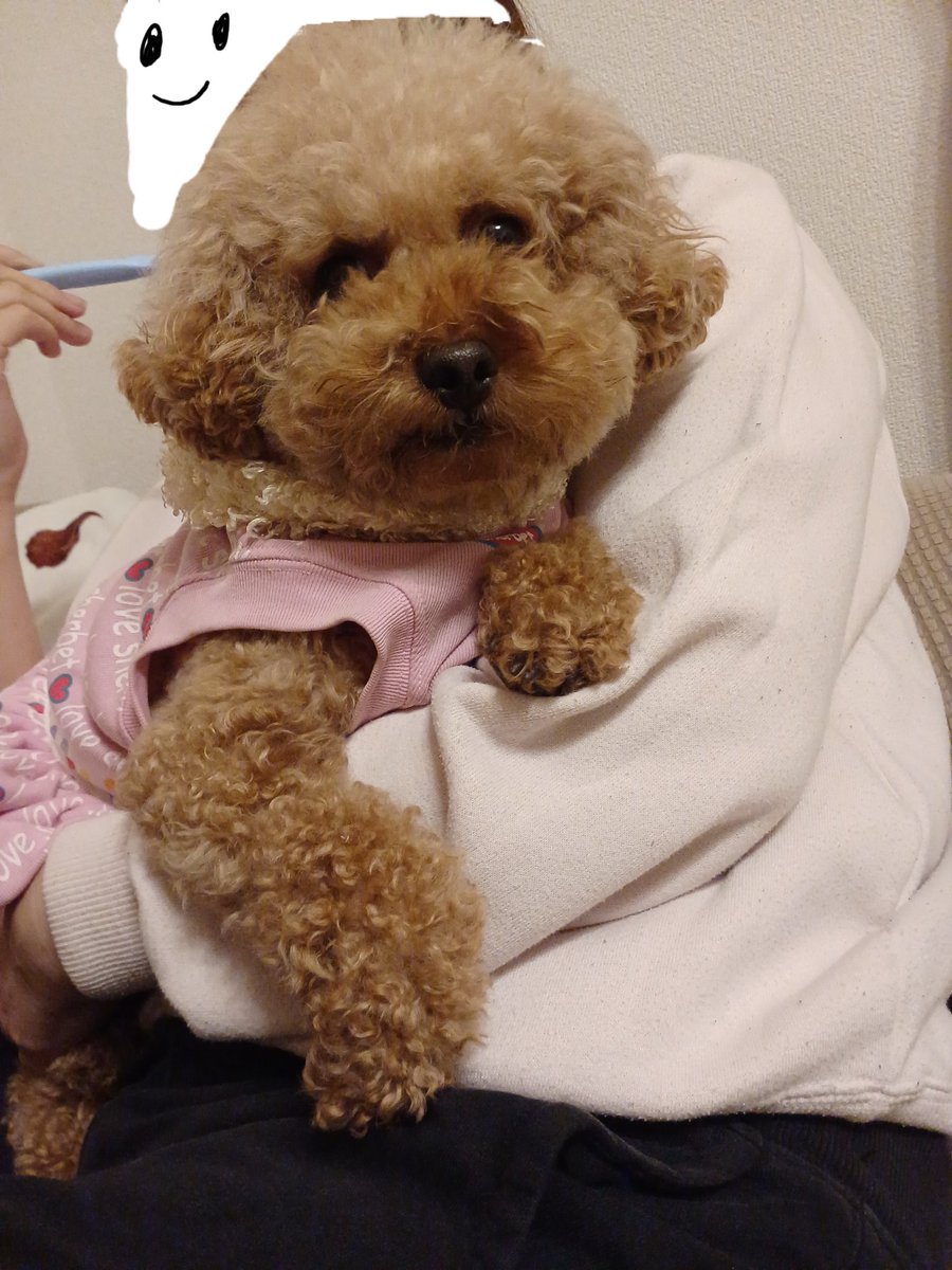 Cocomona9653's tweet photo. ままにだっこされてドヤ顔あんじゅ😏🐶
#トイプードル
#あんじゅ https://t.co/fEYFJKVx1m