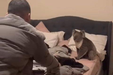 Koala found relaxing in South Australia couple's bedroom 

Hey, is this a Tempur-Pedic? I'm staying!
buff.ly/3UUg2xQ