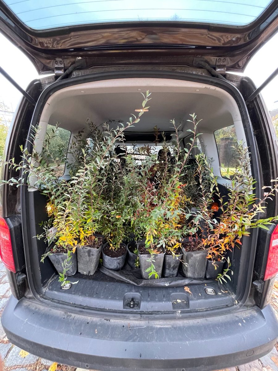 Ca. 40 Rosmarin-Weiden aus dem Botanischen Garten warten auf ein neues Zuhause! Wir starten die Pflanzaktion auf dem Campus nächsten Samstag den 23.11. um 12 Uhr, Garystr. 21 🥾🧤🧣🪴