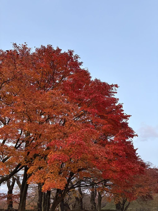 紅葉見れてよかった 