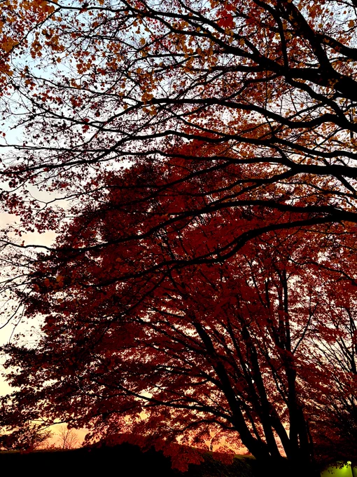 紅葉見れてよかった 