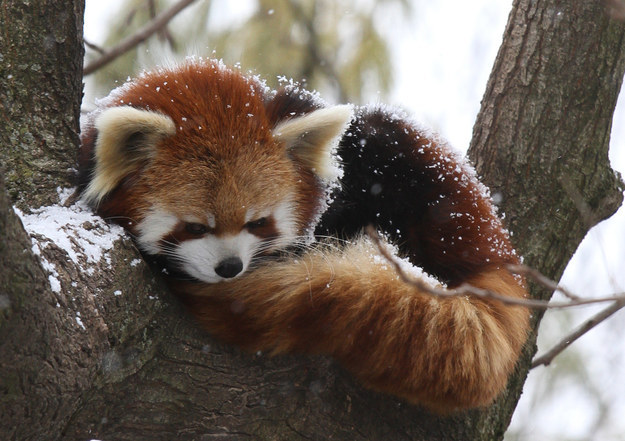 Red Panda Every Hour! (@redpandaeveryhr) on Twitter photo 