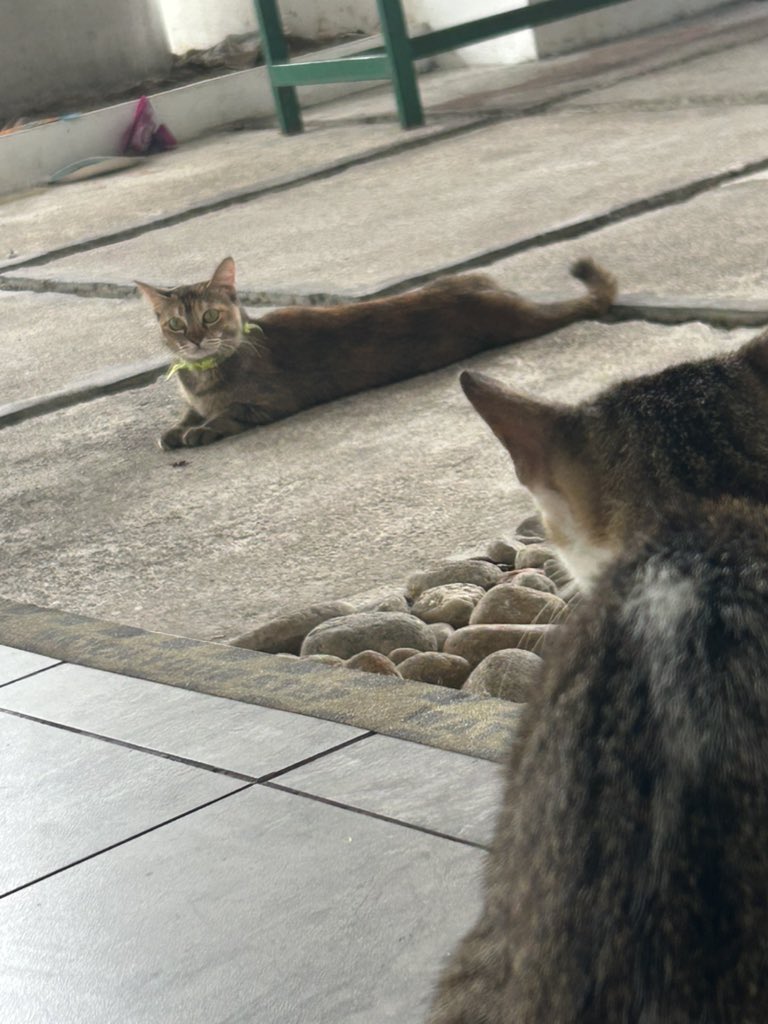 Not my cat but captured this insane shot