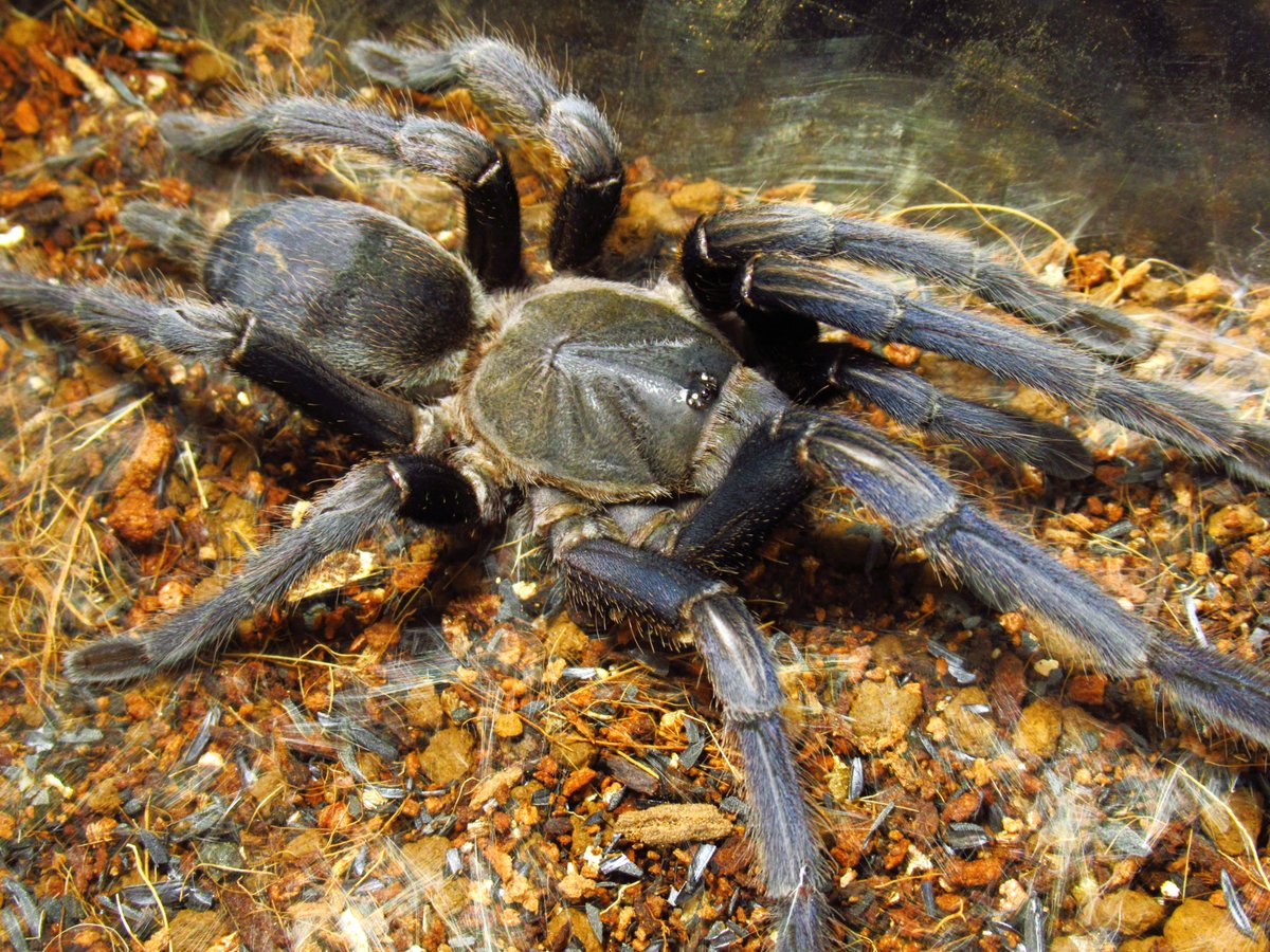 camusagave's tweet photo. Chilobrachys sp. ''Aladdin''
先日脱皮ばかりなのでけっこう青さが際立っているかと
ずっとこの色ならいいのにね https://t.co/JpPujxhefN