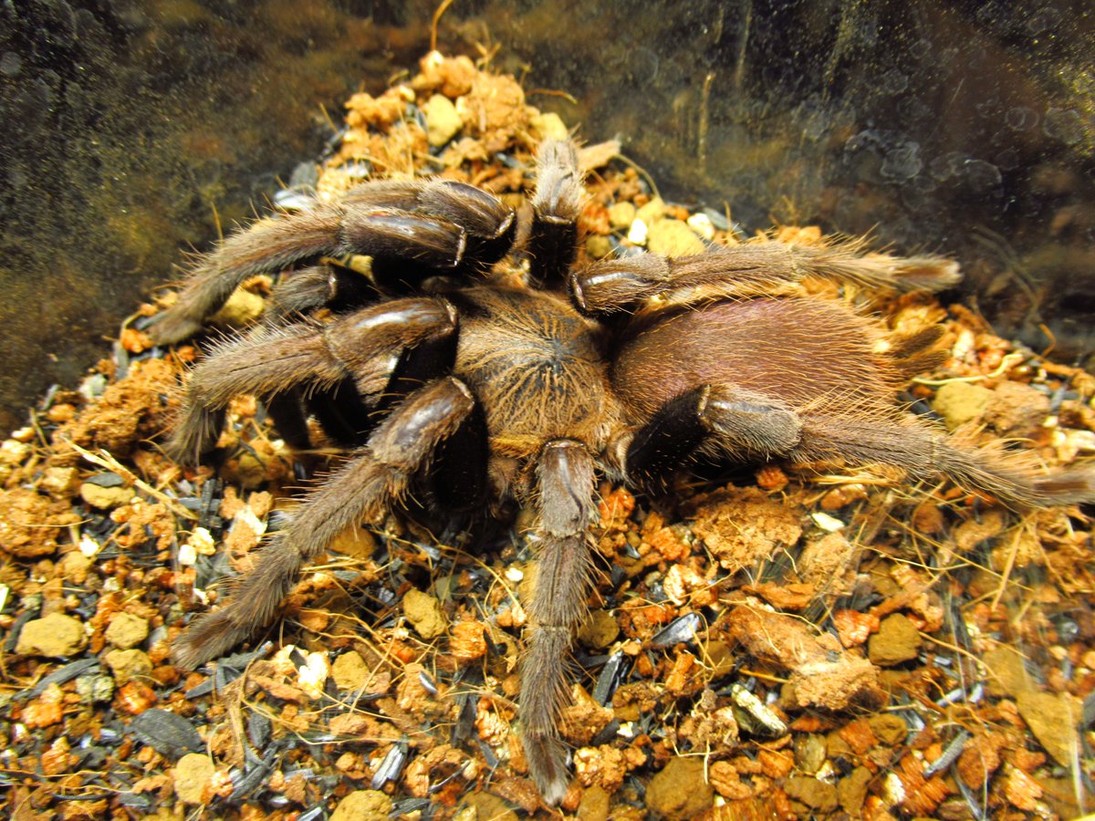 camusagave's tweet photo. Chilobrachys sp. ''Purple NST''
いまいちパープルな感じがしない…
気性は荒くケースの蓋を開けるなりすぐに威嚇、アタックざまピンセットを駆け上がってくるのであまり構いたくない笑 https://t.co/Qts4JumaO4