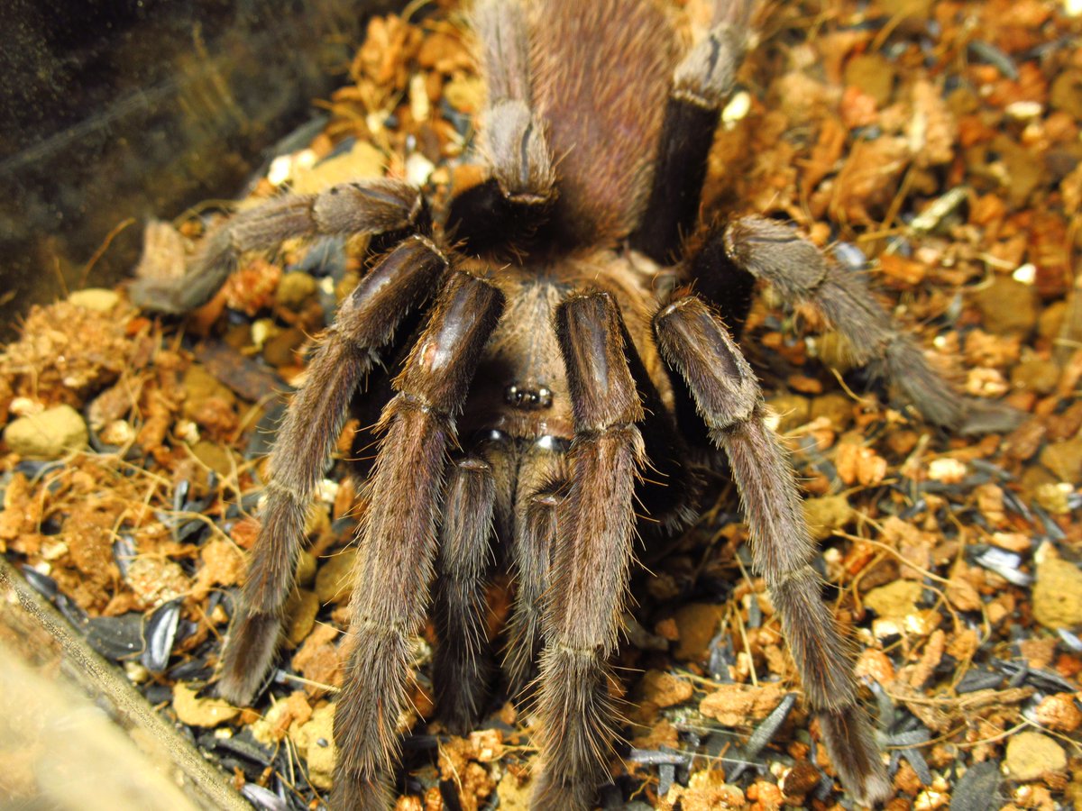 camusagave's tweet photo. Chilobrachys sp. ''Purple NST''
いまいちパープルな感じがしない…
気性は荒くケースの蓋を開けるなりすぐに威嚇、アタックざまピンセットを駆け上がってくるのであまり構いたくない笑 https://t.co/Qts4JumaO4