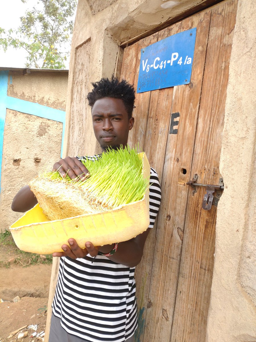 🌱🌿 From learning to leading! Through training with Uruhimbi Kageyo Cooperative(UKC), young refugees including me, gained skills in hydroponic fodder technology. Today, Mahama Agro-Power thrives, combining innovation with hydrochloric fodder technology and poultry farming.